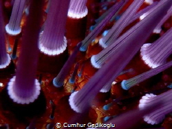 Paracentrotus lividus
Purple sea urchin by Cumhur Gedikoglu 